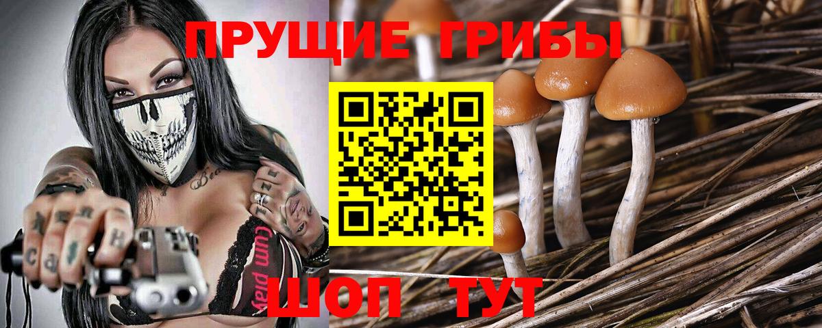 Псилоцибиновые грибы мицелий  Вход с VPN  Псилоцибиновые грибы Psilocybe  Канаш 